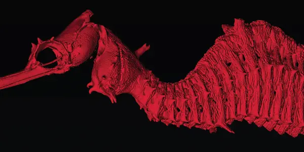 Phyllopteryx Dewysea: Ruby Seadragon Discovered