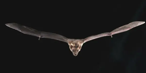 Bat1K Consortium Genomes Show How Bats Survive The Deadly Viruses They Spread