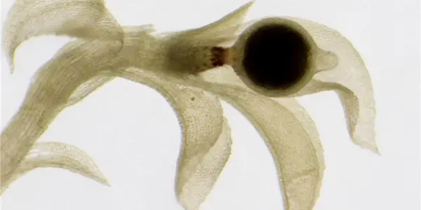Asexual: Offspring Without Fertilization In Plants