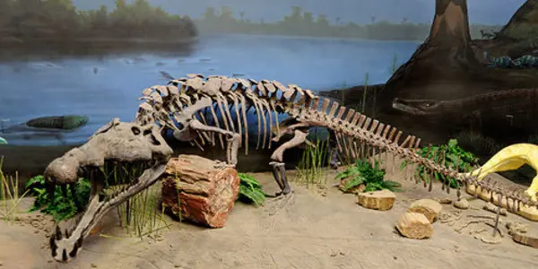 Fossilized Bite Marks Show How Ancient Reptiles Battled Across Land And Water