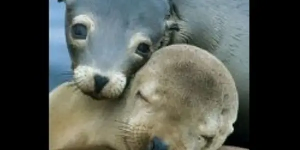Top 10 Cutest Animals Threatened By The BP Oil Spill
