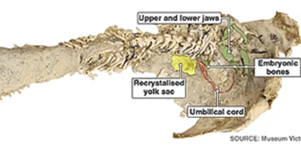 380-Million-Year-Old Placoderm Fossil Shows Oldest Evidence Of Live Birth