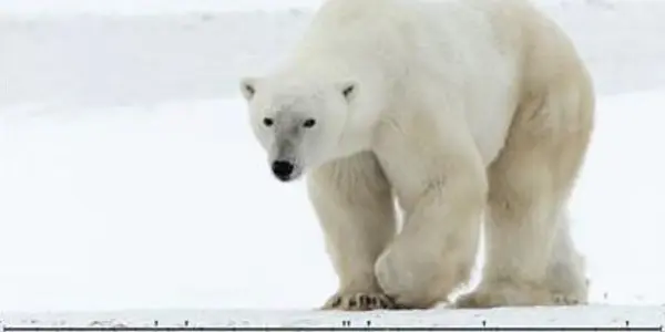 Why The Y Chromosome In Polar Bears Matters