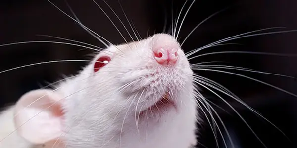 The Olfactory Effect of Bad Science