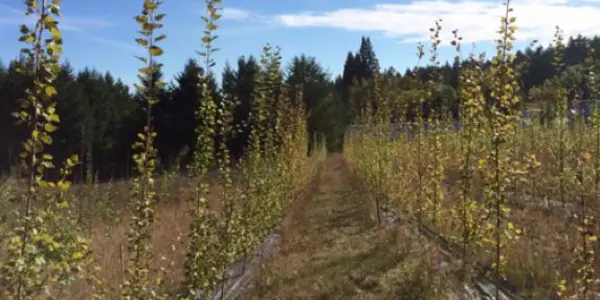Genetically Rescued Organism: A GM Poplar That Produces Less Isoprene But Grows Just As Fast