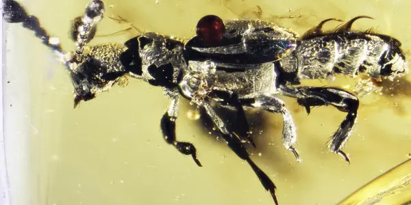 Myrmecophily: Beetle Trapped In Amber For 52 Million Years And Social Parasitism