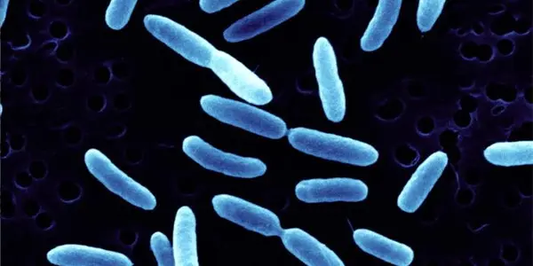 Engineering Microbes To Kill Pseudomonas