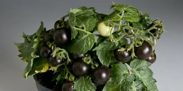 Anthocyanins May Mean Outrageously Healthy Purple Tomatoes