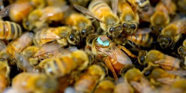 Male Honeybees Inject Toxins During Sex That Cause Temporary Blindness