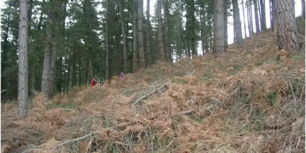 Nitrogen Fertilizers Not Recommended For Radiata Pine Plantations