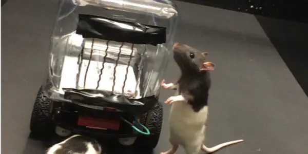 Rodent Operated Vehicles: A Whole New Kind Of Rat Race