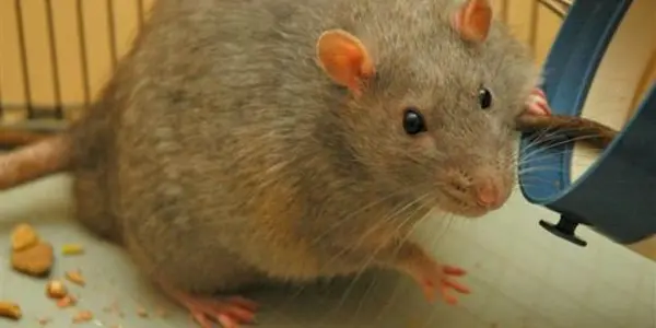 Junk Food Rats Ditch Balanced Diet To Eat Just Like Obese People