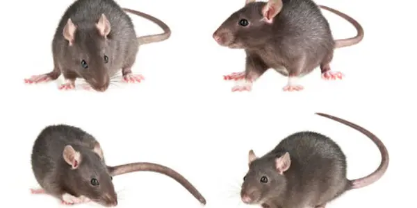 Rats Know How To Repay Kindness