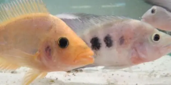 In Natural Selection, Why Doesn't One Color Win Out Over Others?