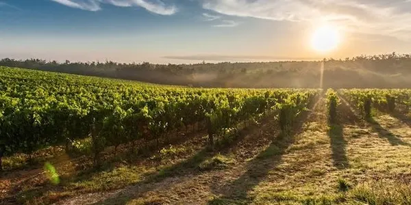 Glyphosate Impact On Soil Microbes - The 1% Can Worry But Scientists Do Not