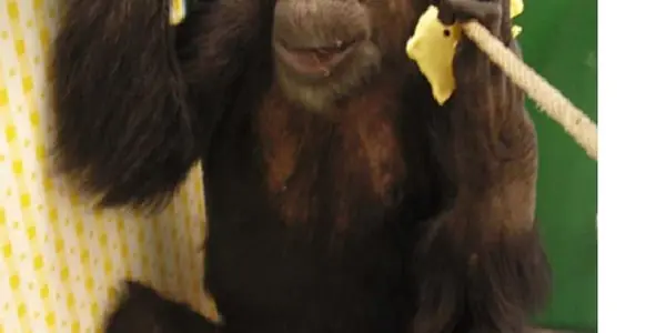 How A Touch Screen Helped A Paralyzed Chimp Walk Again