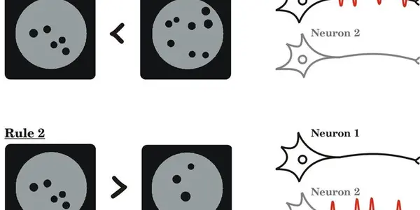 The Neurobiology Of How Brain Cells Process Mathematical Rules