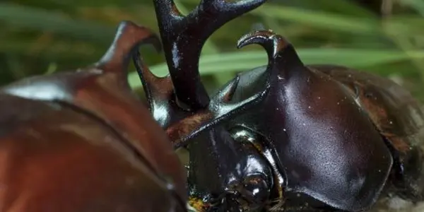 The Insulin-Dependent Rules Of Beetle Attraction
