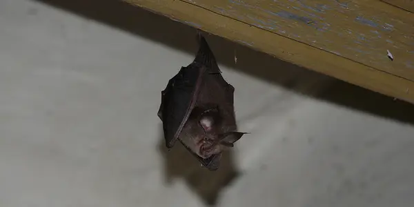 Reading Bat Droppings