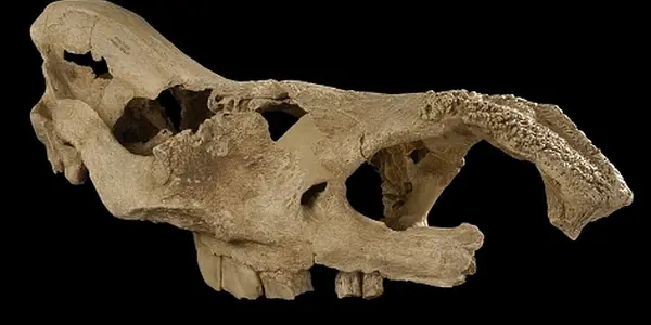 Move Over Woolly, There's A New Ice Age Beast!