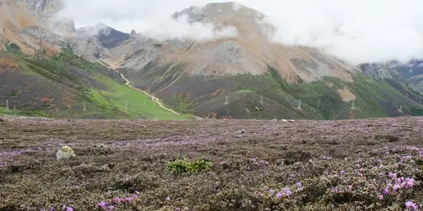 28 Million Years: Hengduan Mountains Flora Has Existed Longer Than Any Other Alpine Flora On Earth