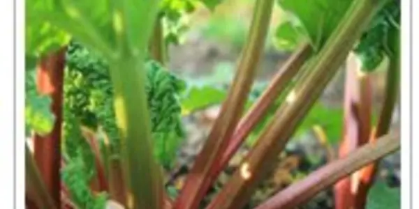 Rhubarb May, Or May Not, Fight Cancer