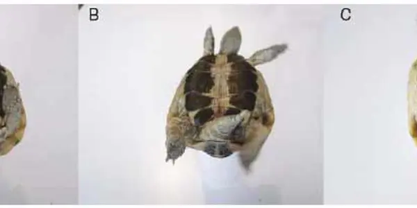 Tortoises - Which Way Do They Prefer To Roll?