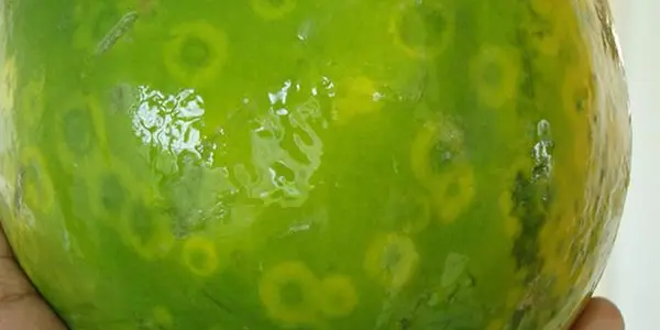 Science Saves Papaya Crops In Mexico