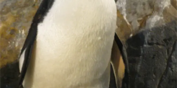 Dances with Penguins