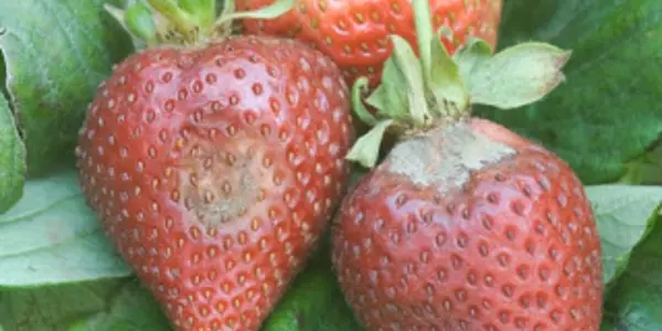 Methyl Bromide And Strawberries: Why Everyone Still Uses A 'Banned' Pesticide