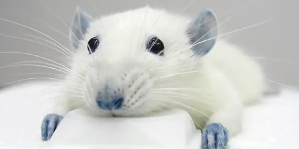 Why Don't Antidepressants Work?
