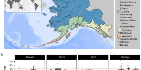Alaska's Salmon Are Getting Smaller, And The Natural Fetish For 'Wild Caught' Is To Blame