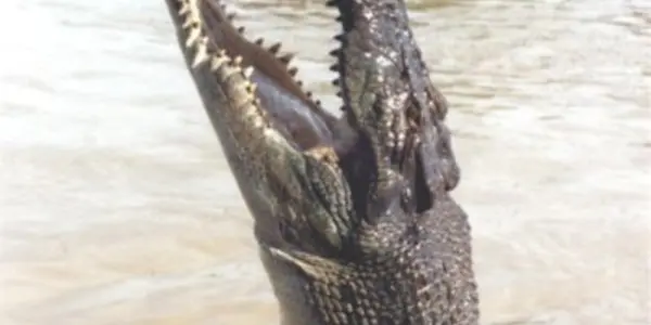 Saltwater Crocodiles Return To Darwin