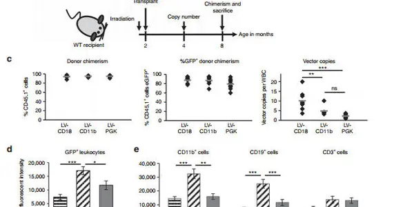 Stem Cell Gene Therapy May Prevent Inherited Childhood Dementia Disease