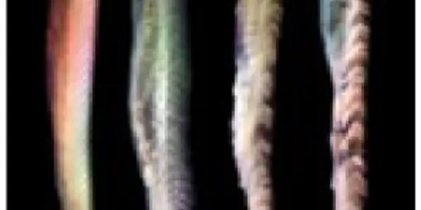 Palaeontology Highlight Of 2010: A Rotten Study Of Vertebrate Origins