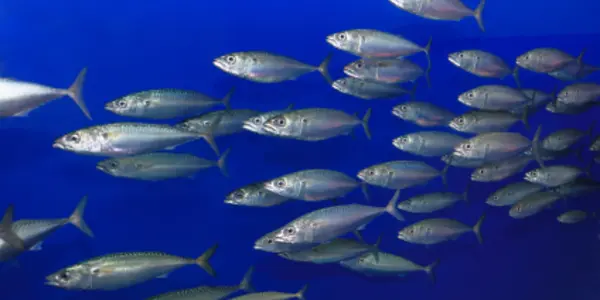 Has There Really Been A Sardine Crash?