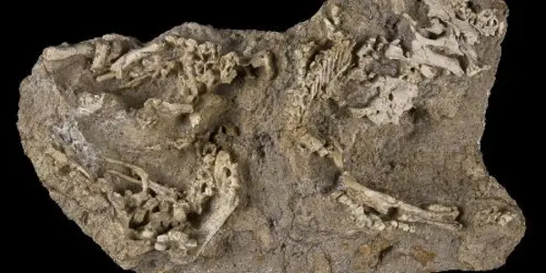 Saurolophus Found At Dragon's Tomb
