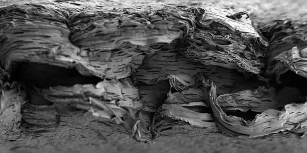 Engineering New Bone Growth With Implantable Tissue Scaffold