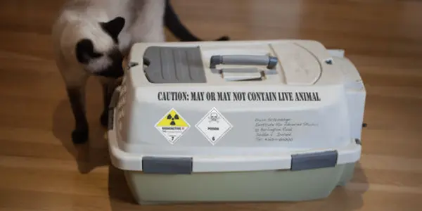 Wave Function: Schrödinger's Cat Gets A Reality Check