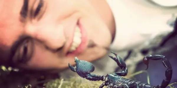 Scorpion Venom Could Lead To New Cancer Treatment