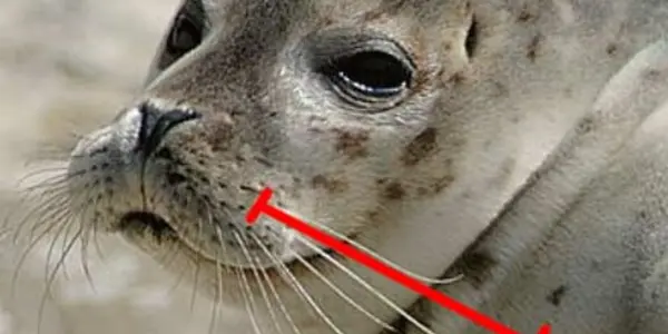 How Fast Do Whiskers Grow? (in Seals And Sealions)