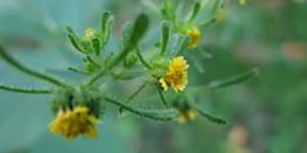 Sigesbeckia Chinese Herbal Medicine Given UK Approval