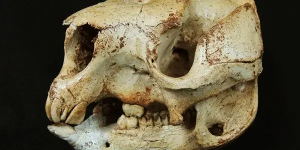 Ancient DNA Extracted From 45,000 Year Old Extinct Giant Roos