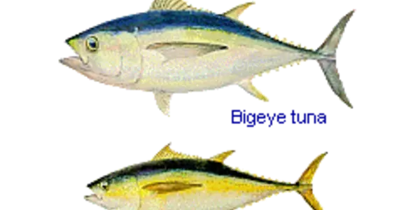 Goodbye Tuna?