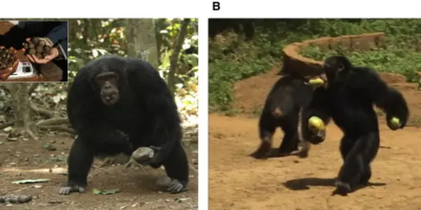 Food - The Key To Human Bipedalism?