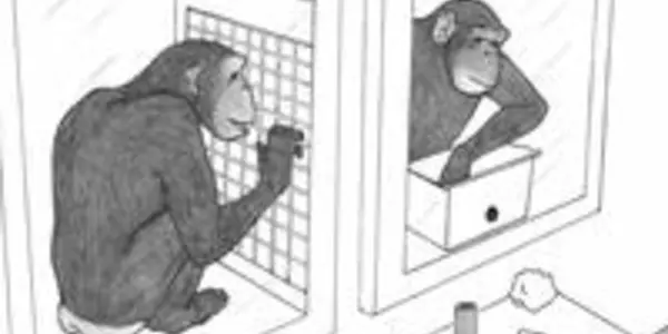 Chimps Nicer Than Previously Thought