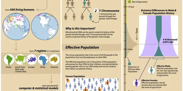 Social Fitness: Did A Genetic Bottleneck Occur Because Of Wealth And Power?