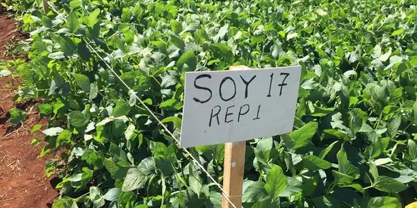 Testing The Best Seeds For Africa’s Needs