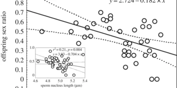 Genetic Quality Of Fathers Influences Gender Of Offspring