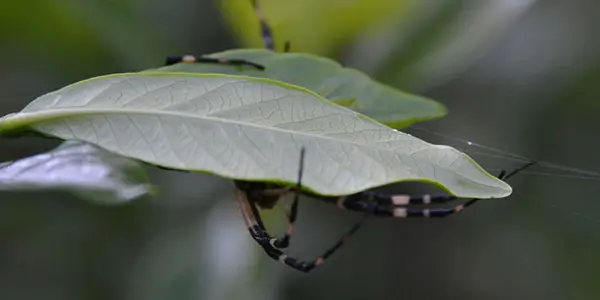 Humans May Have A Spidey Sense For Blind Spots